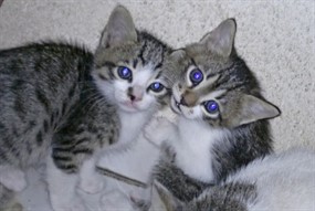 可爱猫宝贝图片